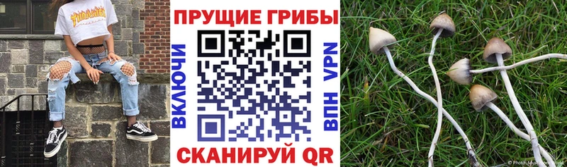 Псилоцибиновые грибы GOLDEN TEACHER  Мостовской 